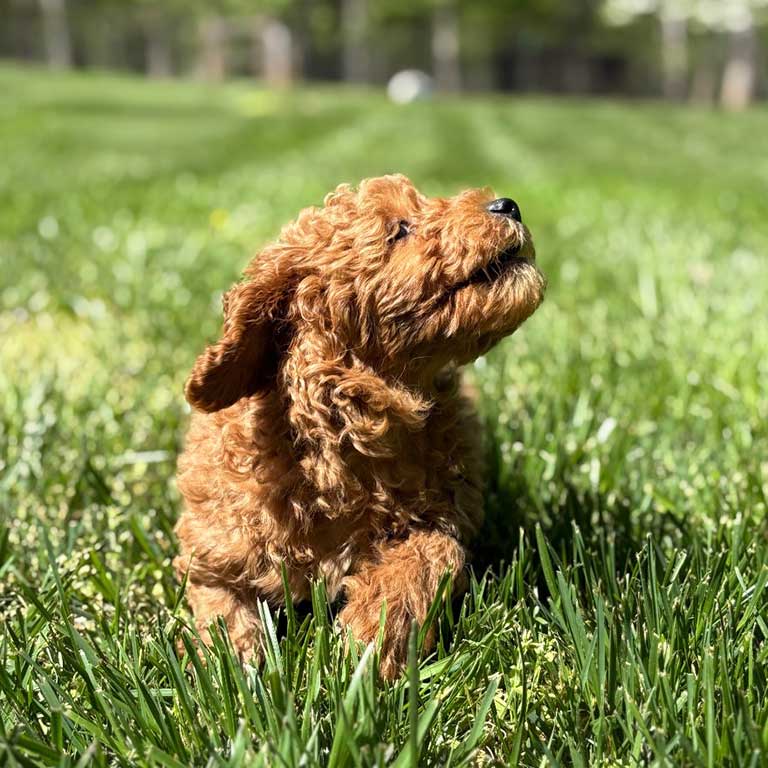 A small, curly-haired brown puppy sits in bright green grass, looking upward with its ears flopping to the side on a sunny day.