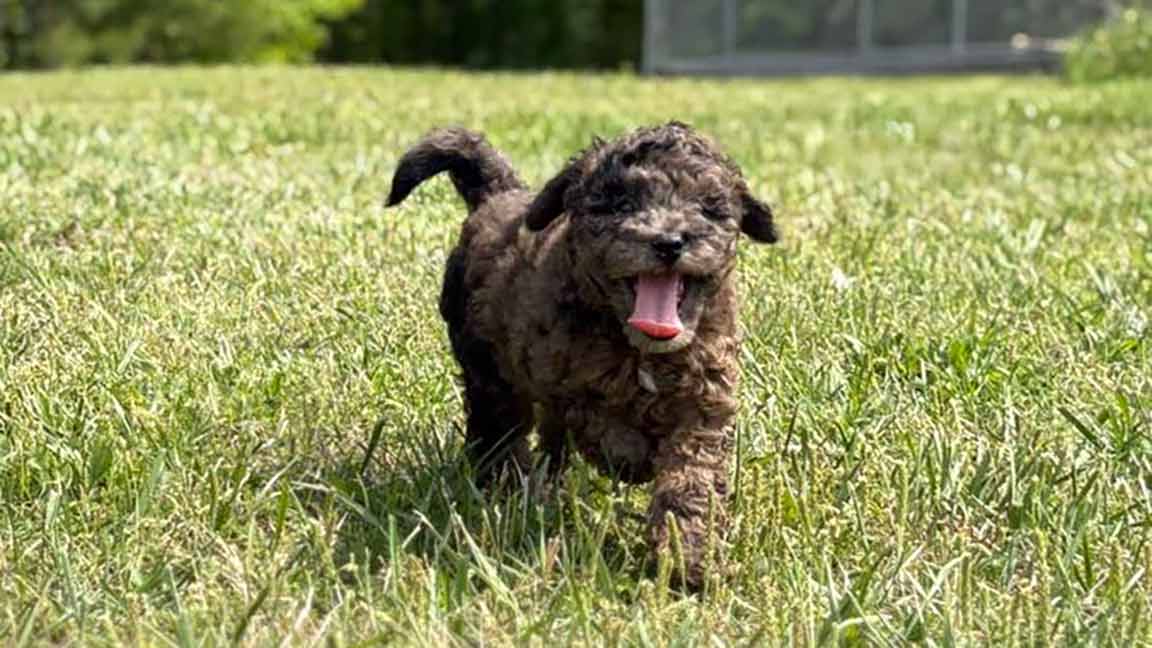 A small, curly-haired brown puppy runs through green grass with its tongue out and ears flopping, looking playful and happy on a sunny day.