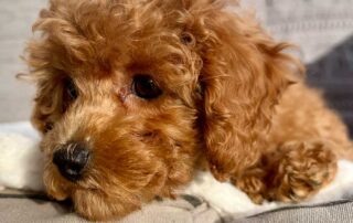 A close-up of a small, curly-haired brown puppy lying on a soft, light-colored blanket—its gentle, expressive eyes perfectly capturing the joys of apartment living with a puppy.