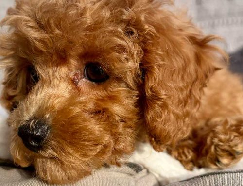 Apartment Living With a Puppy: What Works and What Doesn’t