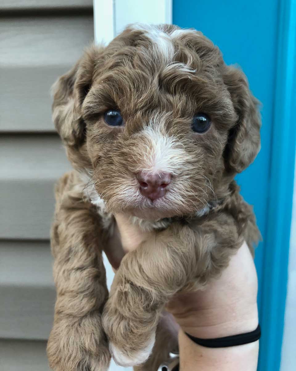A person holds up a fluffy brown and white puppy with curly fur and blue eyes against blue and beige walls, ready to explore the benefits of dog superfoods for a healthy, happy start.