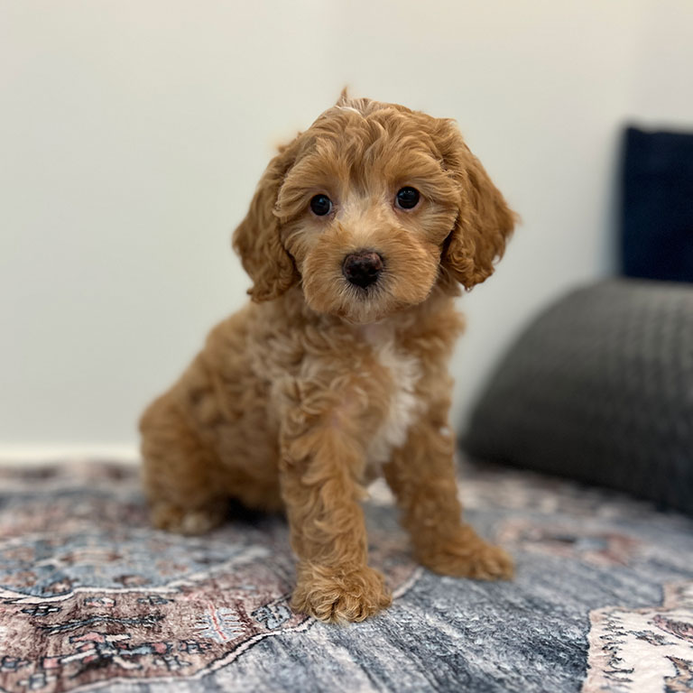 A small, fluffy brown and white Cavapoo puppy with curly fur sits on a patterned rug indoors, looking toward the camera, ready to enjoy some delicious dog superfoods.