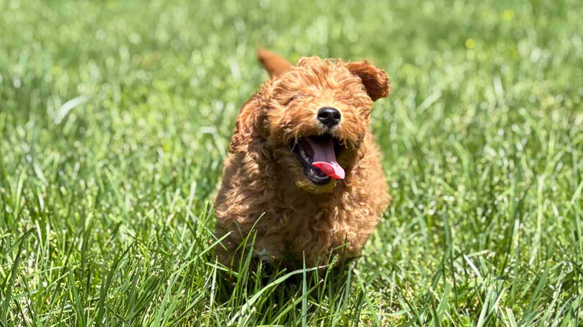 A curly-haired brown dog, fueled by dog superfoods, runs through green grass with its mouth open, tongue out, and ears flopping, appearing happy and energetic.