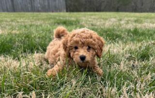 A small, curly-haired brown puppy crouches playfully in a grassy yard, looking directly at the camera.