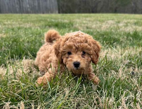 Dog Superfoods: What Actually Helps vs What Is Hype