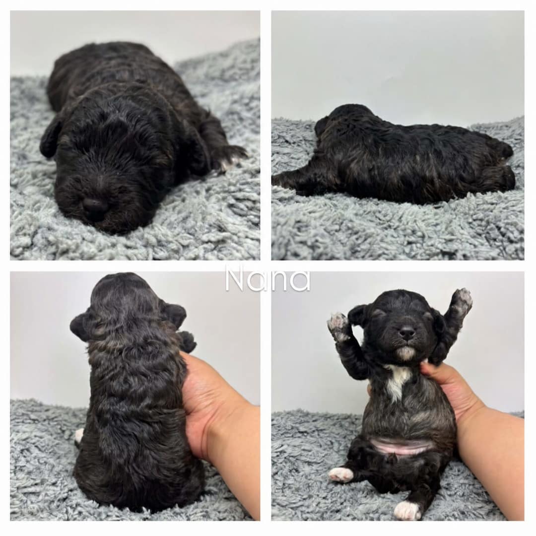 A collage of four photos shows a small, curly black Cavapoo puppy on a gray blanket. The puppy is lying down, seen from behind, and being gently held upright with its front paws raised. "Naina" is written in the center—adorable Cavapoo Puppies For Sale.