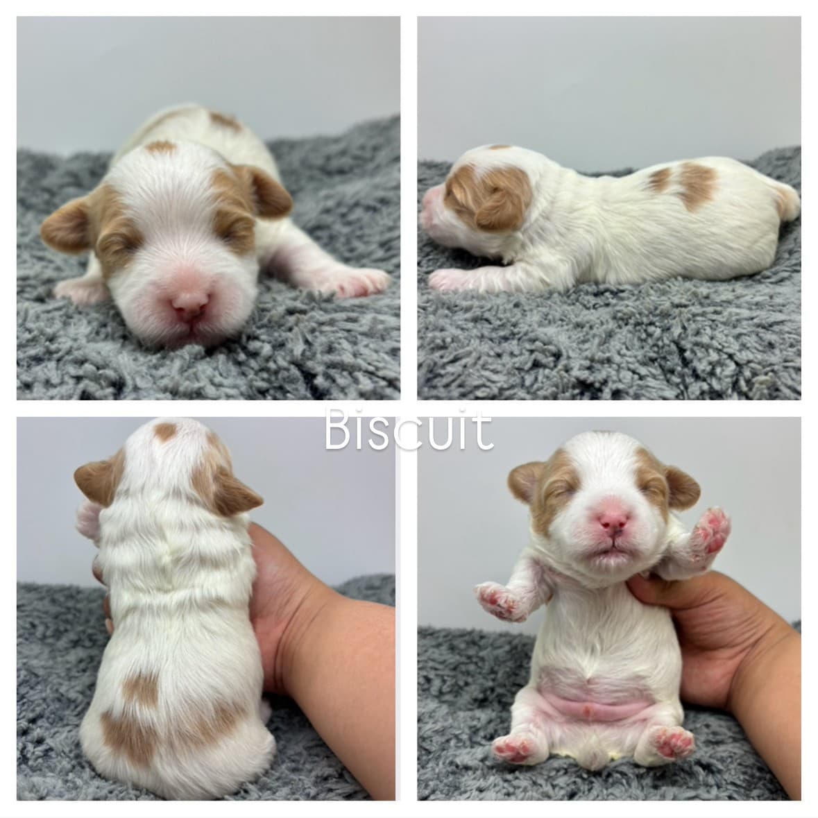 Four photos of a newborn white and brown puppy named Biscuit, lying and being gently held on a soft gray blanket, showing its face, side, back, and belly—perfect for those looking for adorable Cavapoo Puppies For Sale.