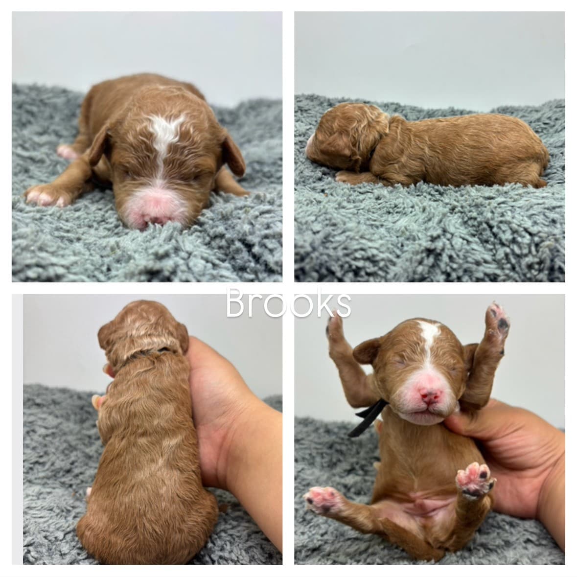 Four photos of a small brown micro mini goldendoodle puppy with white markings on a gray blanket; two show the puppy lying down, one shows its back being held, and one shows its belly and paws up while gently supported. Text Brooks appears at the center.