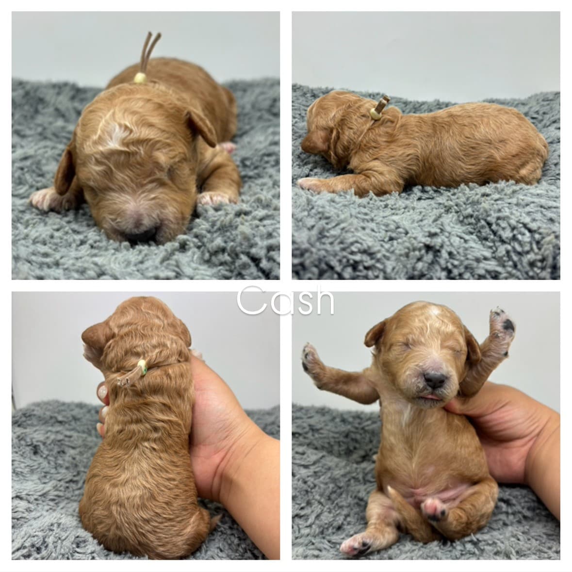 Four photos of a small, curly-haired micro mini goldendoodle puppy on a soft gray blanket: one sleeping, one lying on its side, one being held from behind, and one sitting upright with front legs raised. The name Cash appears in the center.