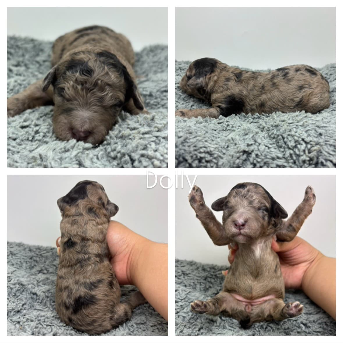 Four photos of a tiny, newborn, merle-patterned puppy named Dolly on a soft gray blanket—just like adorable micro mini goldendoodle puppies—shown from the front, side, back, and sitting up with front legs raised by a person’s hand.