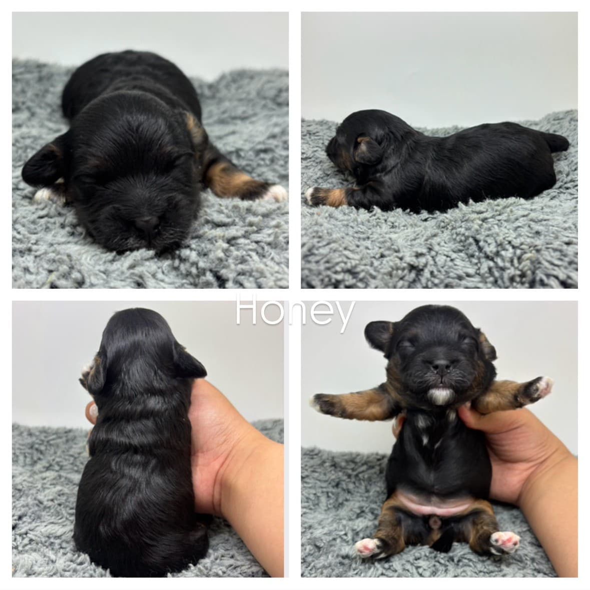 A collage of four photos showing a small black and brown newborn Cavapoo puppy named Honey on a gray blanket—lying down, on its side, gently held from behind, and held upright with front legs extended. Cavapoo Puppies For Sale.