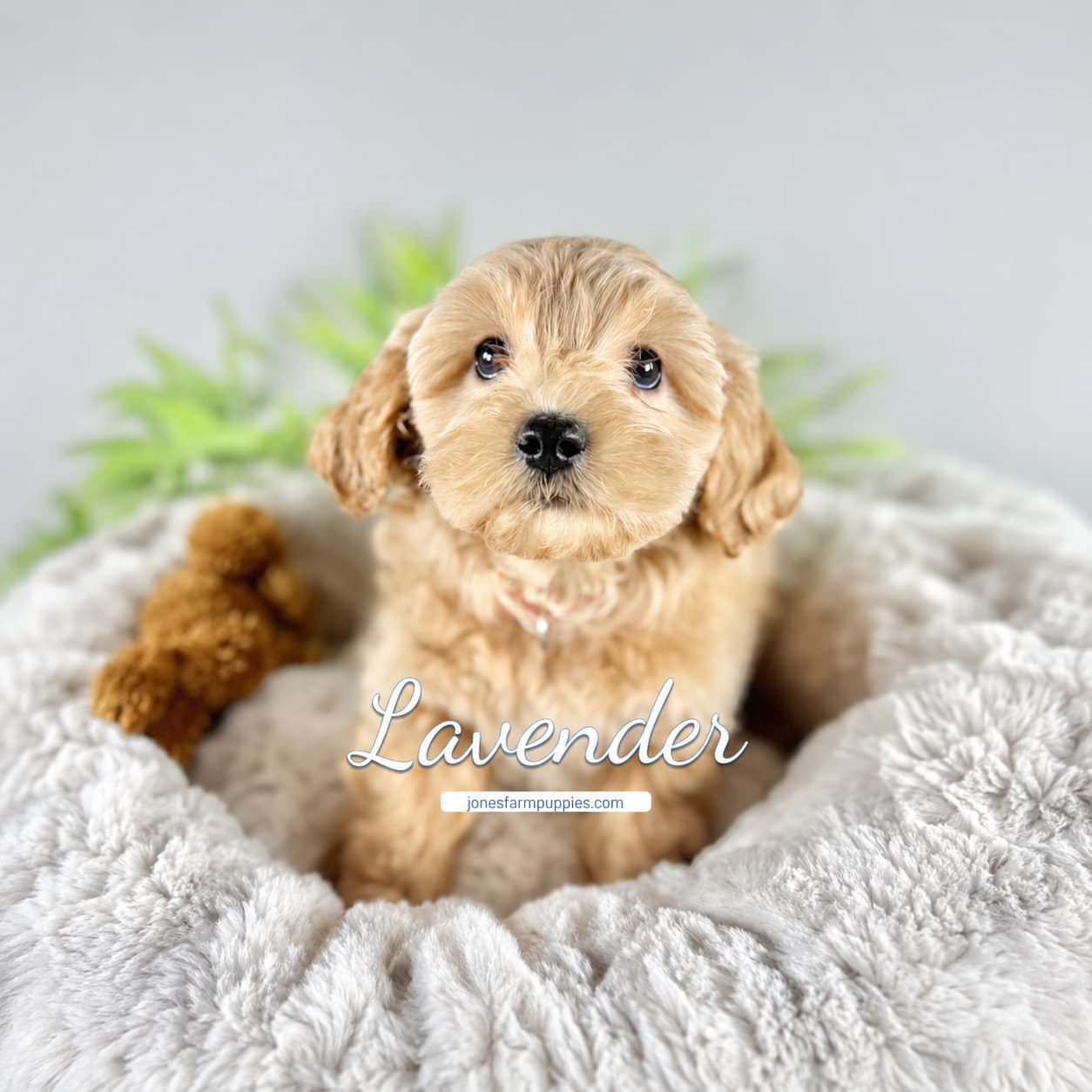 A small, fluffy light brown Cavapoo puppy sits in a soft, gray pet bed with a plush toy nearby. The name Lavender appears on the image, while blurred green leaves provide a gentle backdrop. Cavapoo Puppies For Sale.