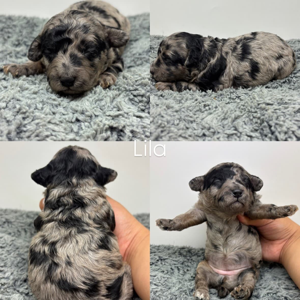 Four photos of a tiny, gray and black merle Cavapoo puppy named Lila on a soft gray blanket. Views include front, side, back, and a belly-up pose being gently held by a hand—perfect for those seeking Cavapoo puppies for sale.