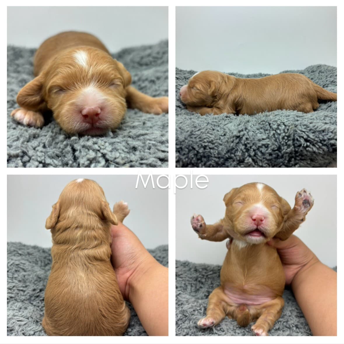Four photos of a tiny light brown newborn puppy on a gray blanket: front view, side view lying down, back view being held, and front view with paws raised. “Maple” is written in the center—perfect for those searching Cavapoo Puppies For Sale.