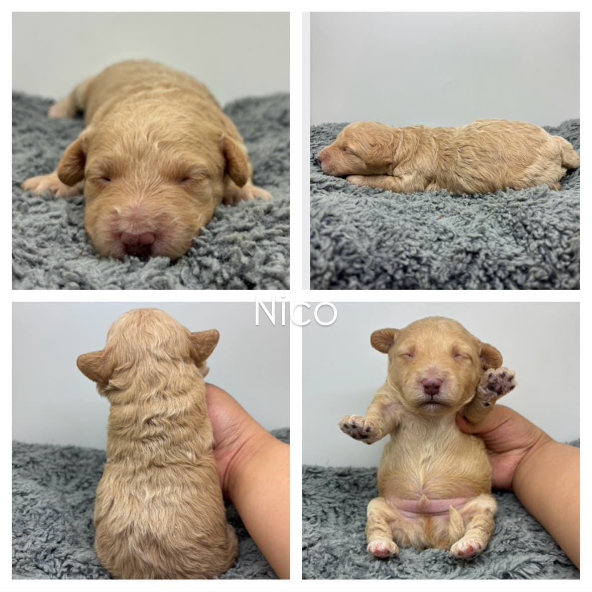 Four photos of a small, light brown Cavapoo puppy named Nico on a gray blanket. Images show Nico from the front, side, back, and gently held upright with eyes closed—perfect for those seeking Cavapoo Puppies For Sale.