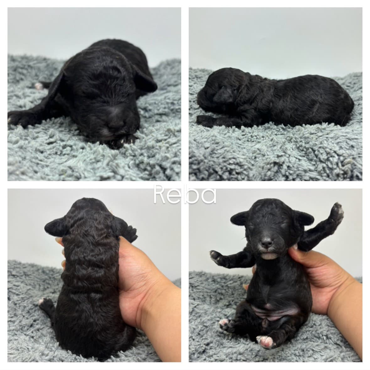 Four photos of a small black puppy on a gray blanket, shown from above, the side, back (gently held upright), and front (held up with paws out). Reba is written in the center—a sweet look at adorable micro mini goldendoodle puppies.