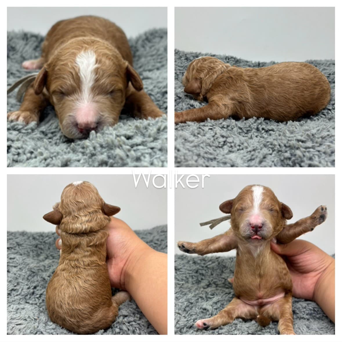 Four photos of a tiny, light brown micro mini goldendoodle puppy with a white stripe on its head—shown sleeping, lying on its side, being gently held from behind, and upright with legs outstretched; text reads Walker.
