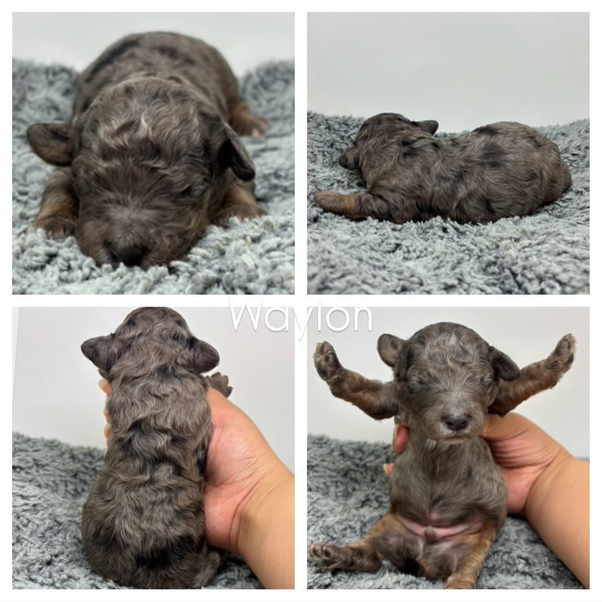 Four photos of a small, curly-haired gray Cavapoo puppy named Waylon on a soft gray blanket, showing close-up and top views, the puppy lying down, being gently held, and with its front legs raised—perfect for those seeking Cavapoo puppies for sale.