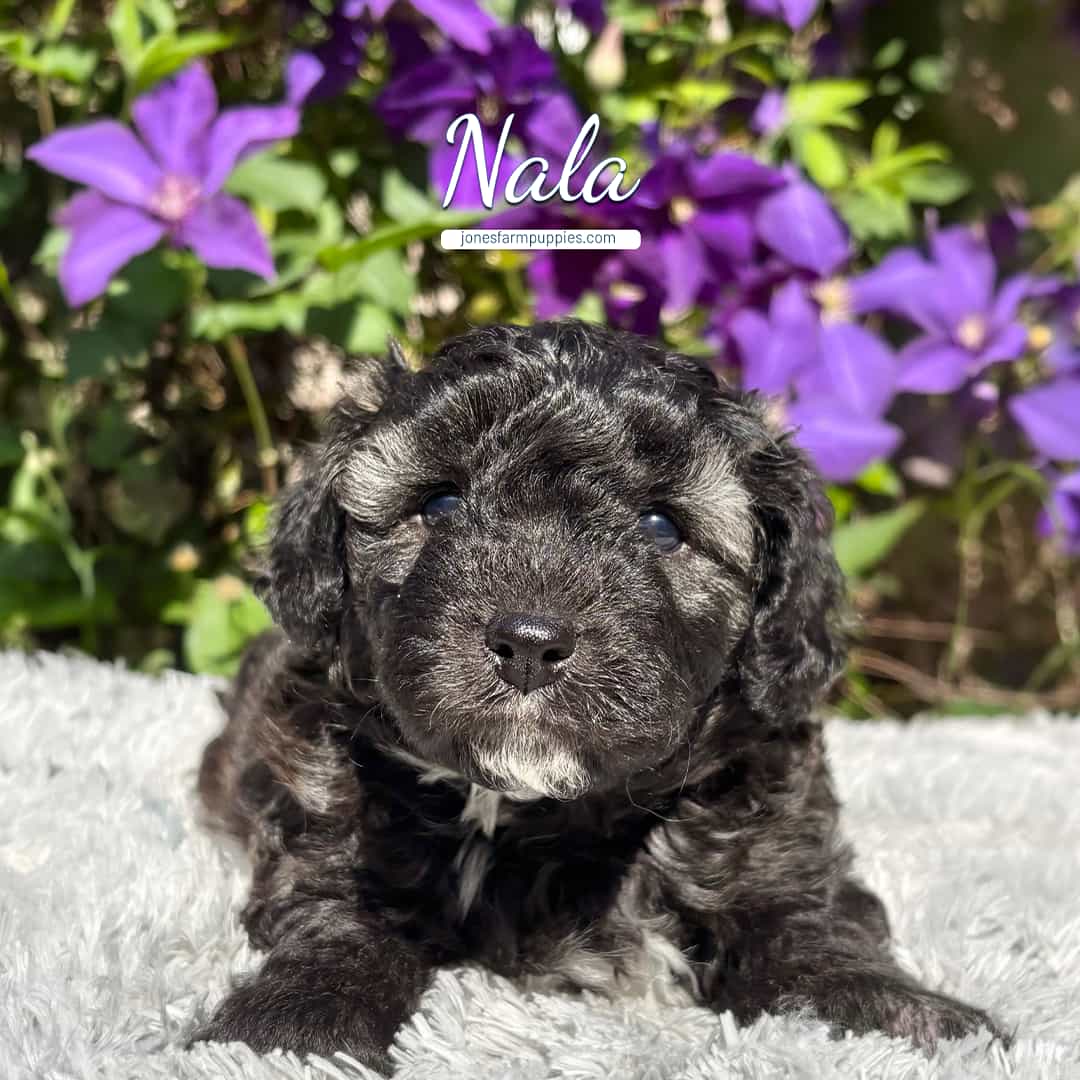 A small black and gray Cavapoo puppy lies on a light gray blanket outdoors with purple flowers and green leaves in the background. The name Nala appears above the puppy in white script, perfect for those seeking Cavapoo Puppies For Sale.