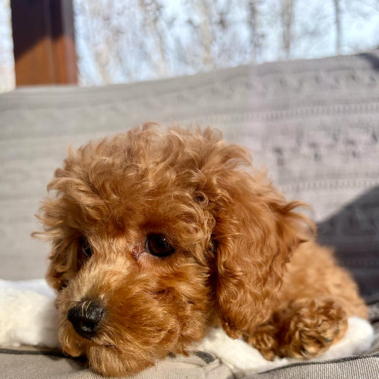Cavapoo resting inside after feeling dog heat sensitivity while running outside