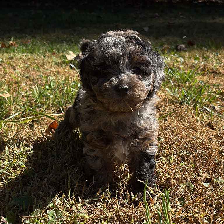 Merle Cavapoo puppy sitting on the grass outside