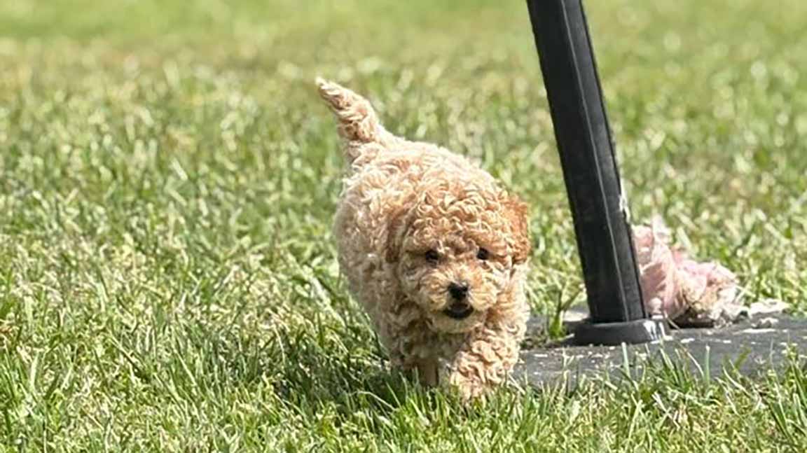 Cream color Cavapoo running in the grass 