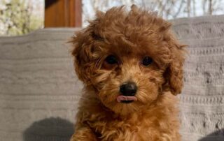 Cavapoo puppy resting after playing outside because of dog heat sensitivity