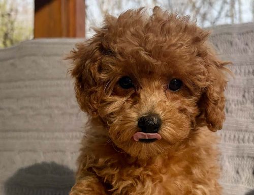 Dog Heat Sensitivity: Keeping Your Pup Safe in Warm Weather