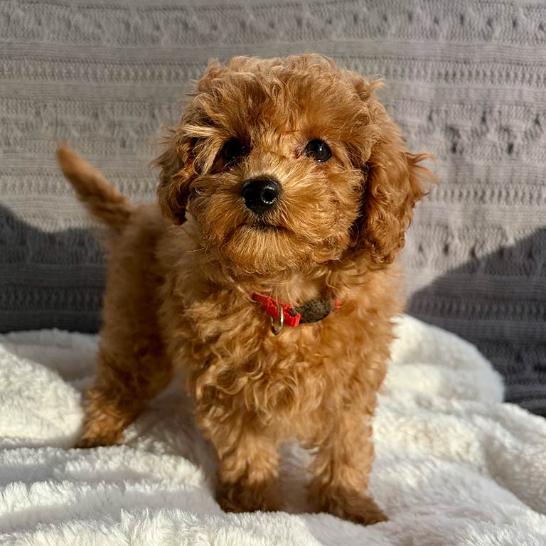 A small, fluffy brown Cavapoo puppy with curly fur and a red collar stands on a soft white blanket, looking at the camera.