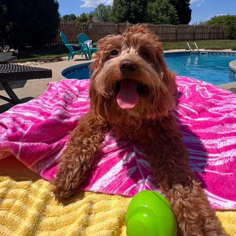 A fluffy brown dog lies on a pink towel beside a pool, tongue out and front paws stretched forward. A green toy offers mental stimulation for dogs, while patio chairs and trees create a relaxing background.