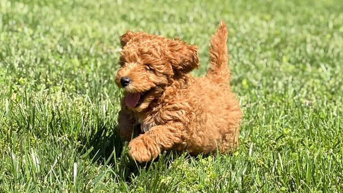 A small, curly-haired Cavapoo brown puppy runs through bright green grass with its mouth open and tongue out, looking happy and playful—enjoying much-needed mental stimulation along the way.