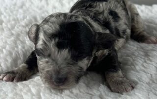 A newborn puppy with a black, gray, and white merle coat lies on a soft, white, textured blanket with its eyes closed, ready for gentle mental stimulation as it grows.