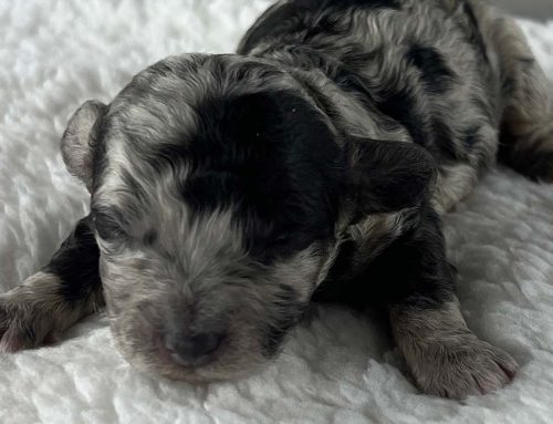 Mental Stimulation for Dogs: Why It Matters