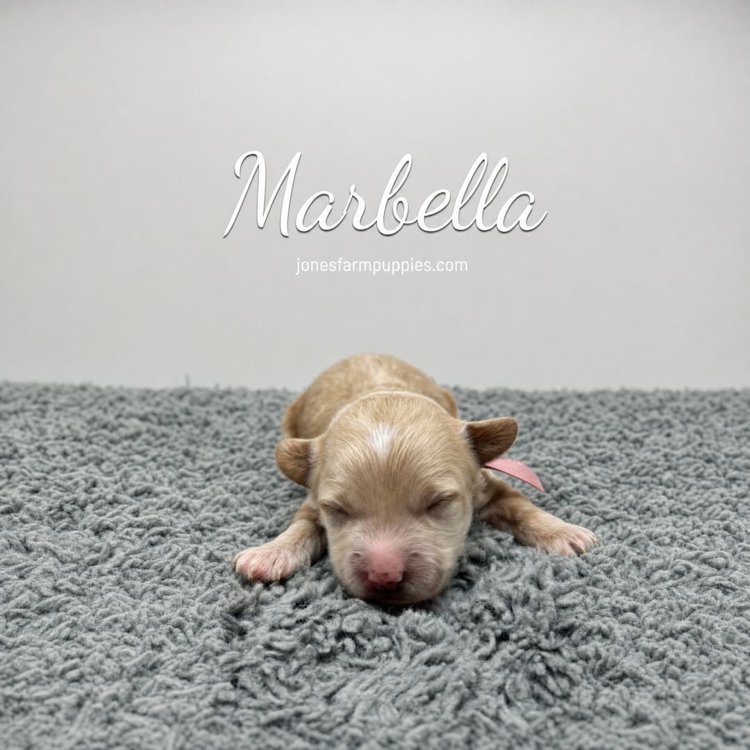 A tiny, light brown newborn puppy with closed eyes lies on a gray textured rug. Cavapoo Puppies For Sale is written along with Marbella and the website jonesfarmpuppies.com above the puppy.