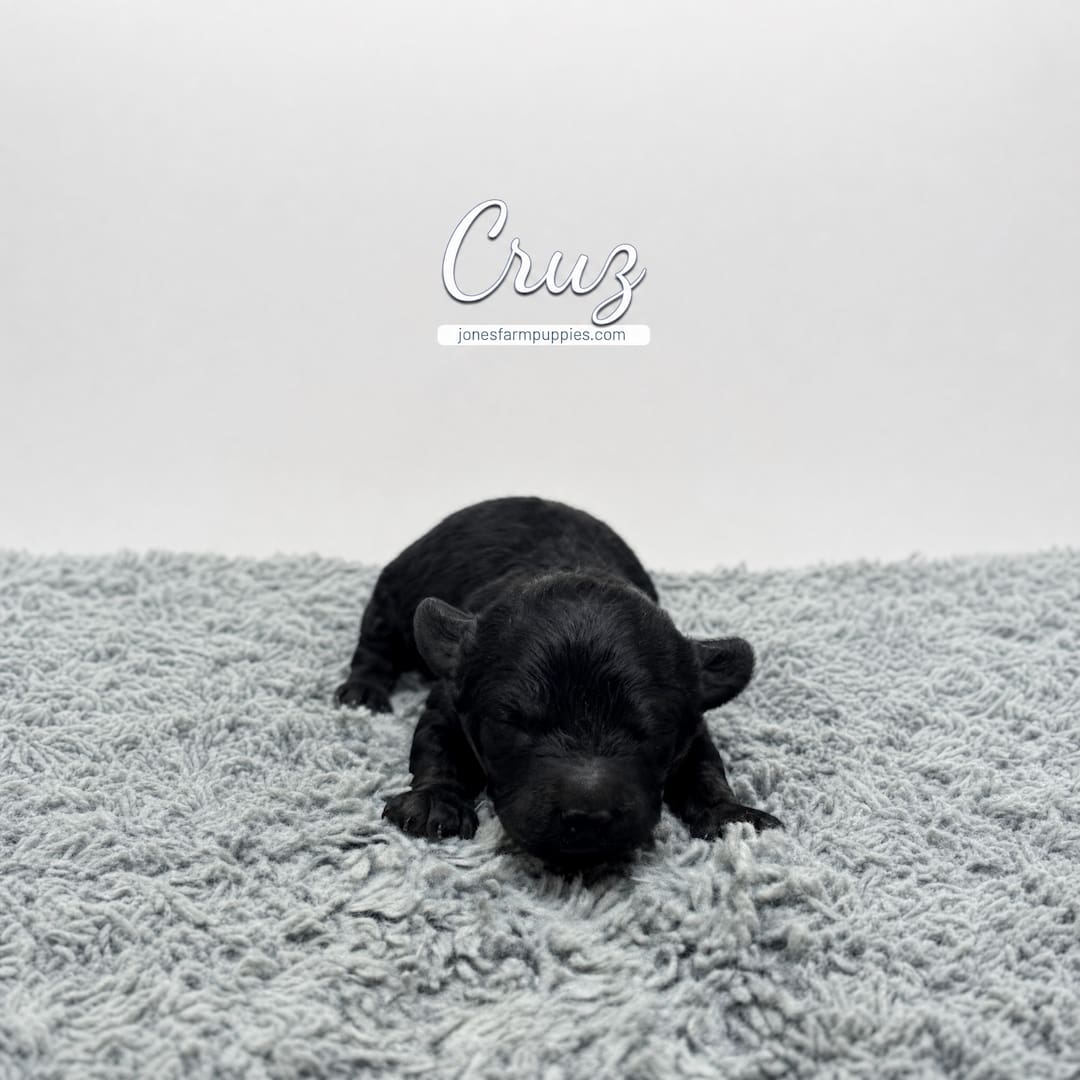 A small black Cavapoo puppy lies on a fluffy gray rug against a plain white background. The name Cruz appears above the puppy, along with the text jonesfarmpuppies.com and “Cavapoo Puppies For Sale.”.