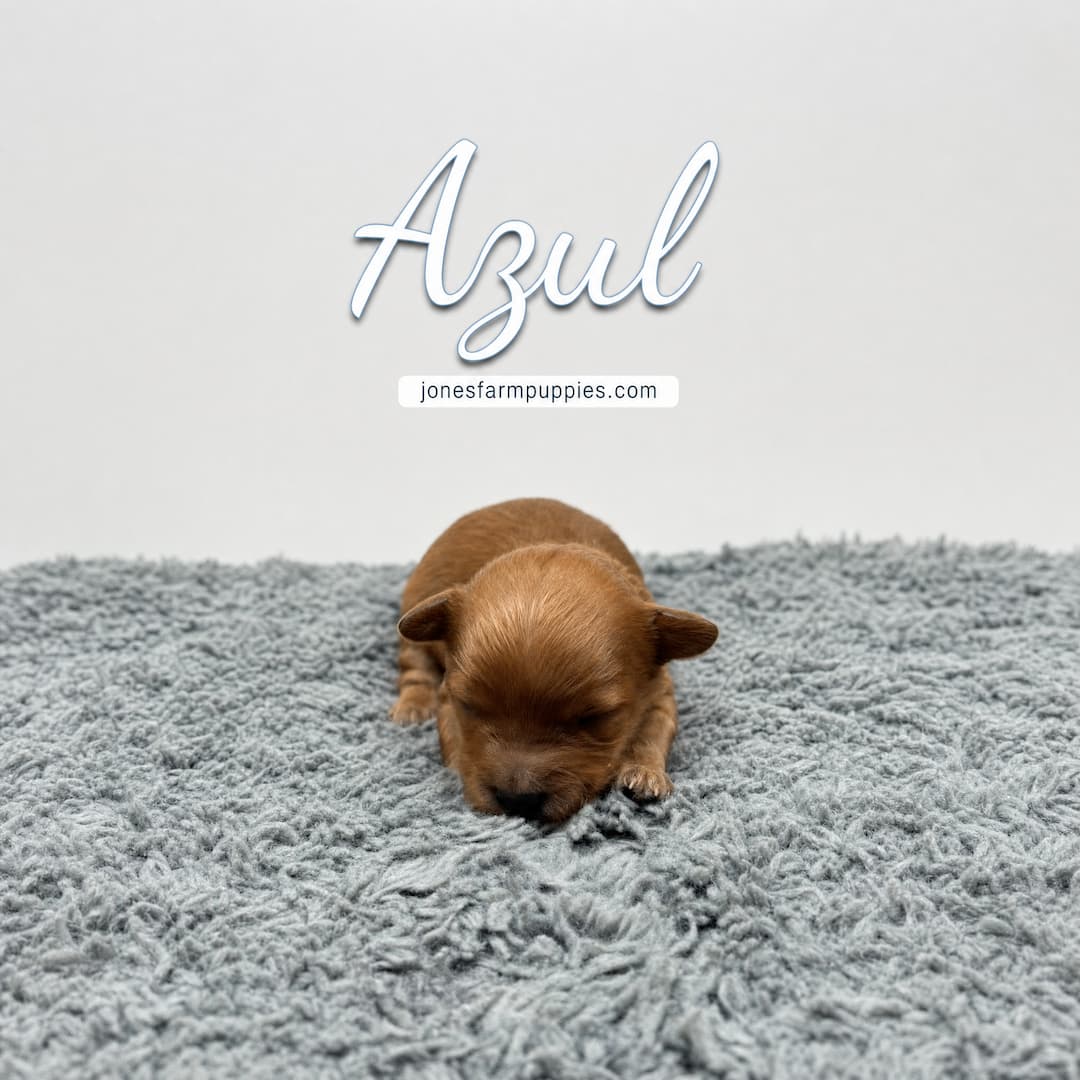 A tiny brown Cavapoo puppy lies on a soft gray rug against a plain white background. The word Azul is written above, with jonesfarmpuppies.com below it. Cavapoo Puppies For Sale.