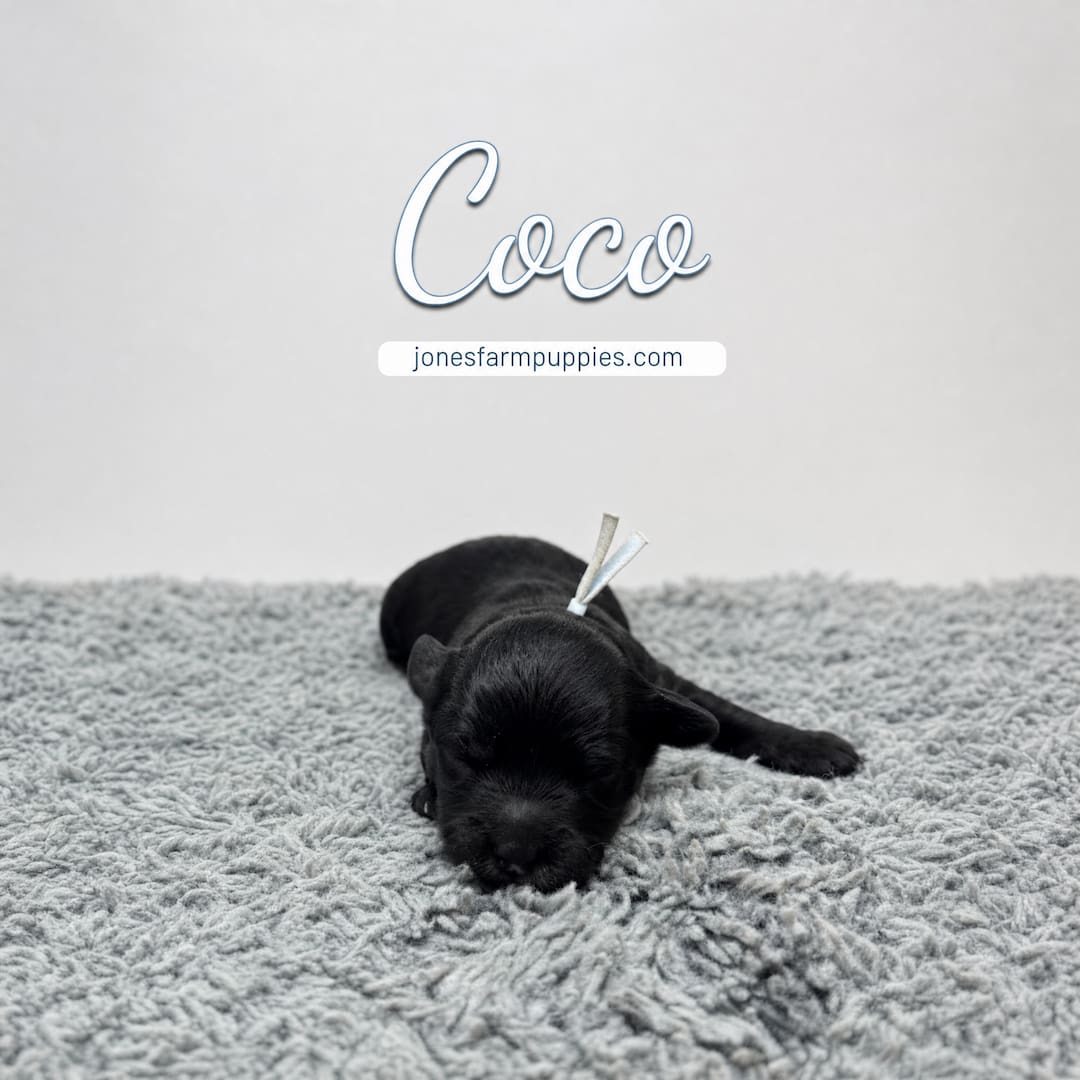 A small black puppy with a light ribbon collar sleeps on a soft gray rug. The words "Coco," "Cavapoo Puppies For Sale," and the website jonesfarmpuppies.com appear above the puppy in the image.