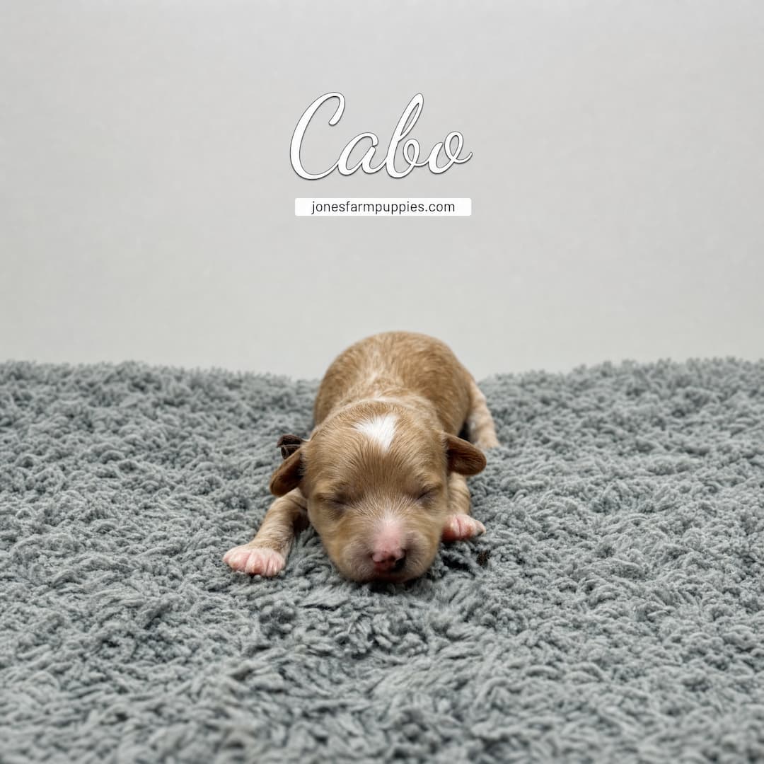 A small, light brown and white newborn Cavapoo puppy named Cabo lies on a soft gray rug. The background is plain, with text above the puppy reading Cabo and jonesfarmpuppies.com, your trusted source for Cavapoo Puppies For Sale.
