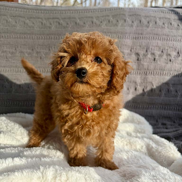 Cavapoo puppy learning how to socialize with other dog