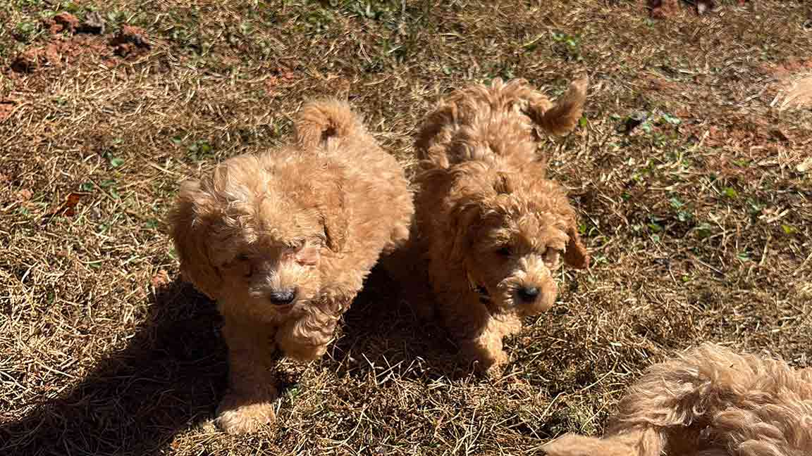 Puppies running together on their playdate