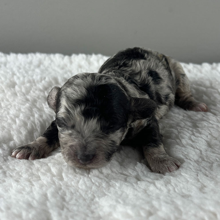 Black and grey Cavapoo puppy who will start his puppy training schedule soon