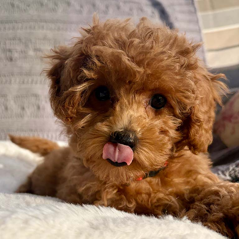 Cavapoo puppy with his tongue out, licking his lips