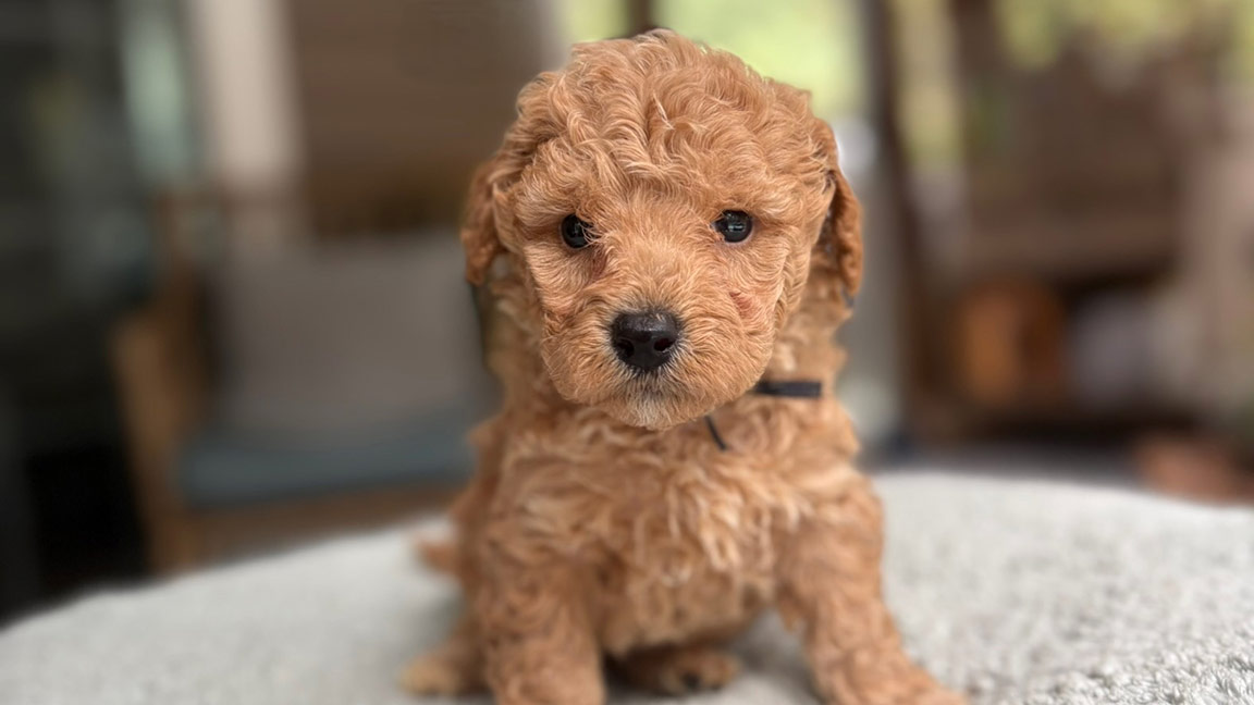 Cavapoo puppy who is on a puppy training schedule