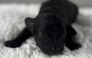 Black Cavapoo puppy lying down