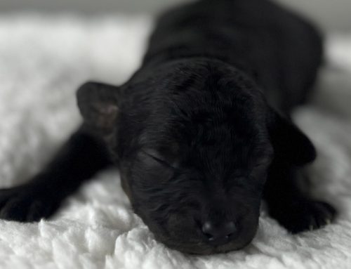 Puppy Training Schedule: Training Your Puppy Starts Here