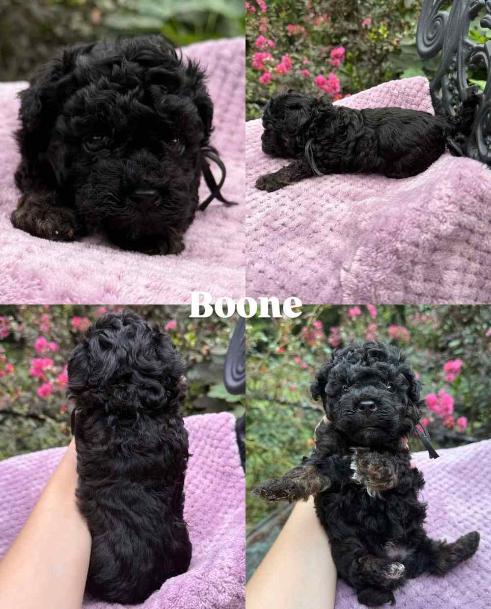 Boone, a Cavapoo puppy, shown from four angles