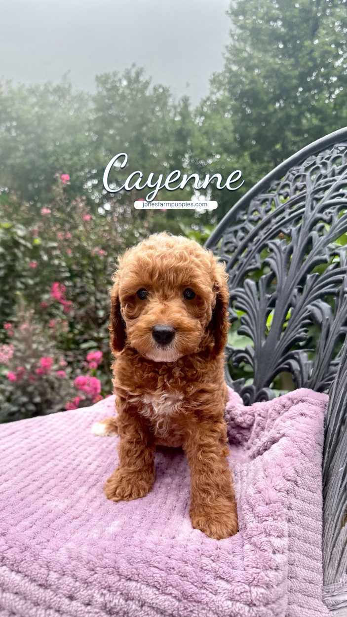 Cayenne, a champagne and white male Cavapoo puppy sitting on a pink blanket