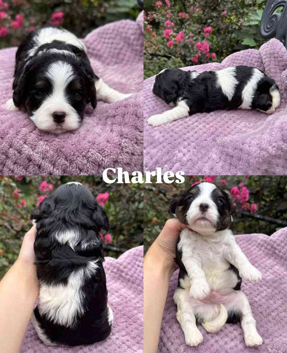 Charles, a Cavapoo puppy, shown from four angles