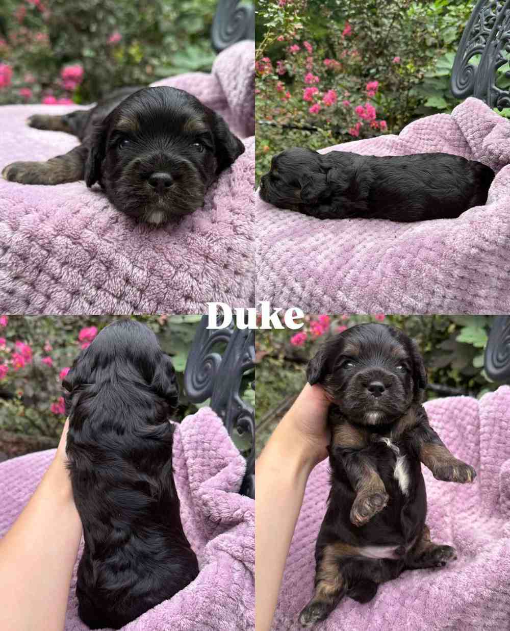 Duke, a Cavapoo puppy, shown from four angles