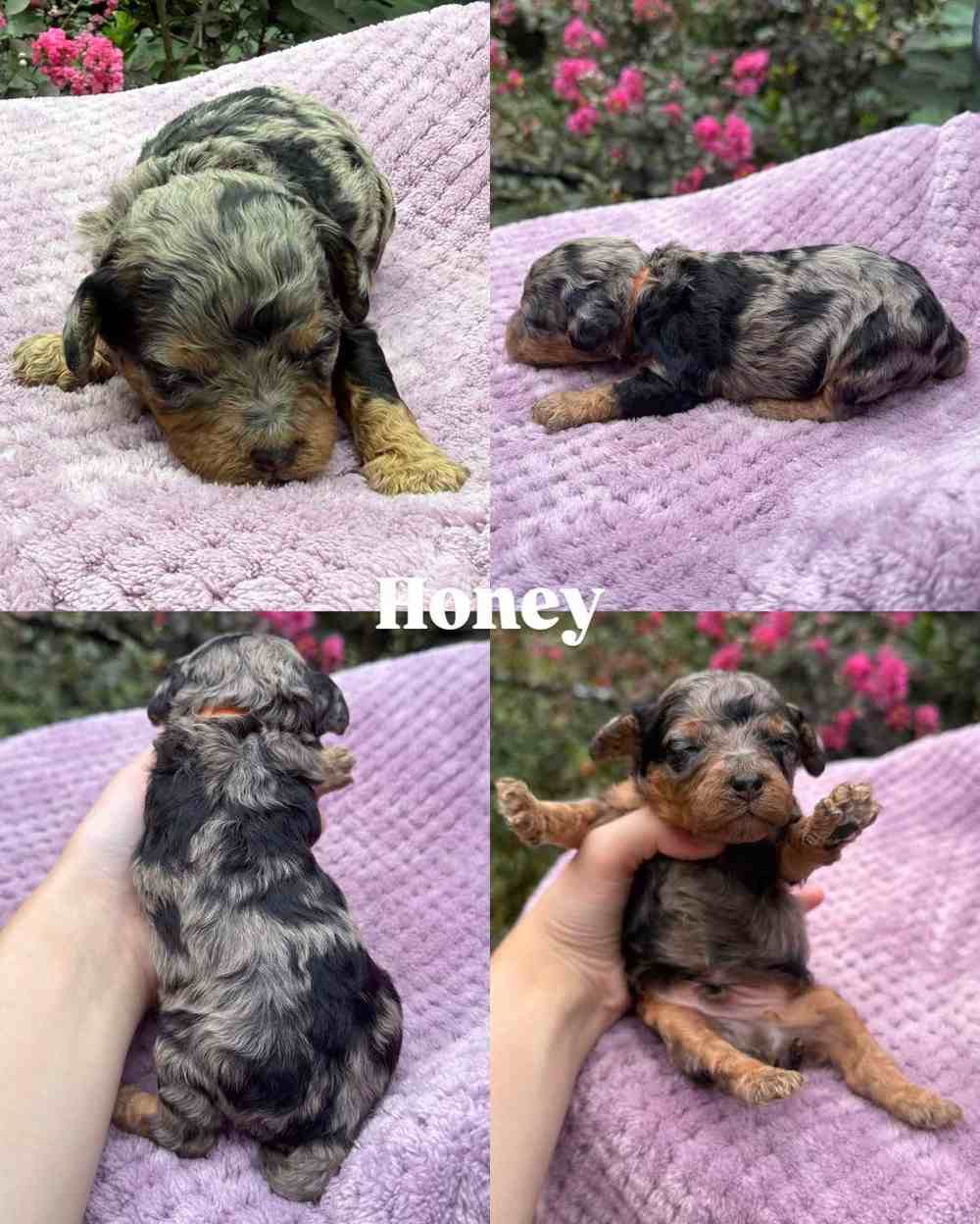 Honey, a Cavapoo puppy, shown from four angles